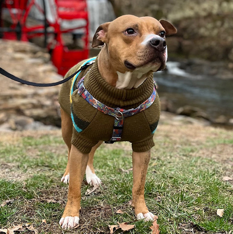 A brown pit bull type dog wearing an Olive green sweater and a graffiti harness, standing in a grassy field beside a stream