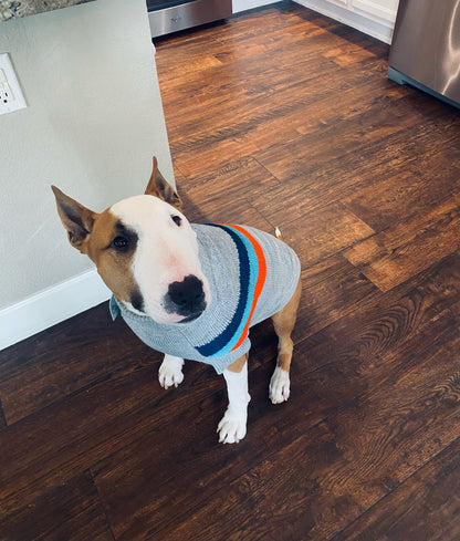 a tan and white english bull terrier wearing a great turtleneck sweater with orange and blue chevron on it, sitting on a wood floor