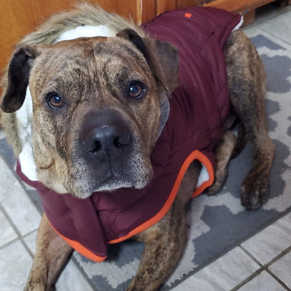 a brown and black brindle  pit bull-type dog wearing a burgundy parka with fur-trimmed hood, laying on a gray tile kitchen floor
