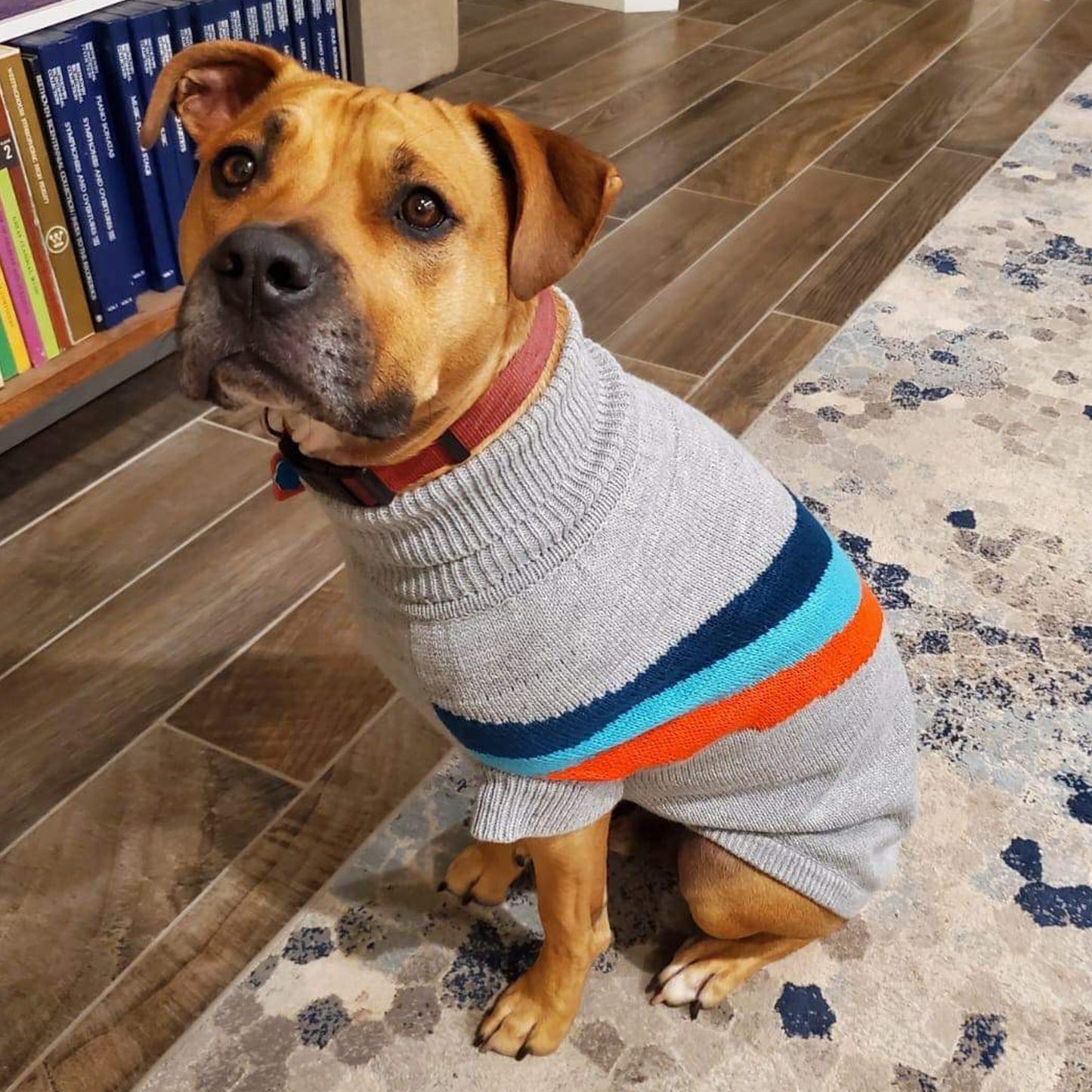 A brown pit bull type dog wearing a grey sweater with colorful chevron , sitting on a rug in a home