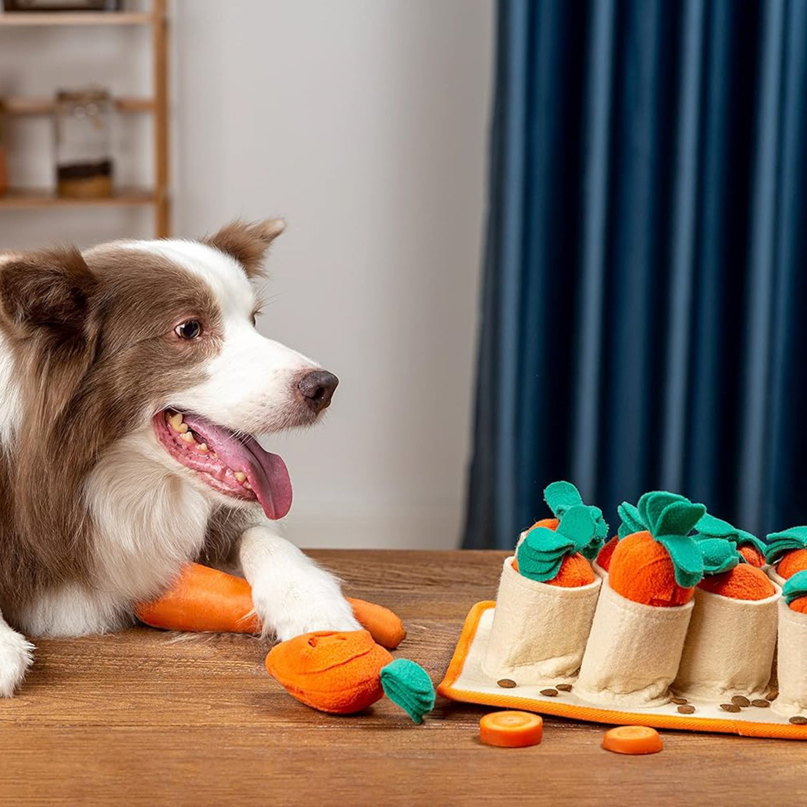 a brown and white border collie type dog about to play with a beige snuffle mat toy for dogs featuring 8 soft cups, each containing an orange carrot soft toy with green top