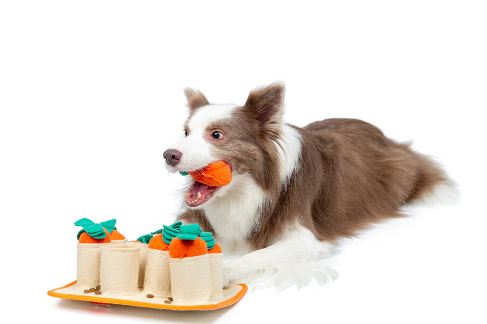 a brown and white border collie-type dog laying behind a beige snuffle mat toy for dogs featuring 8 soft cups, each containing an orange carrot soft toy with green top