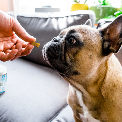 a human hand offering a collagen care soft chew to a tan Frenchie with black markings