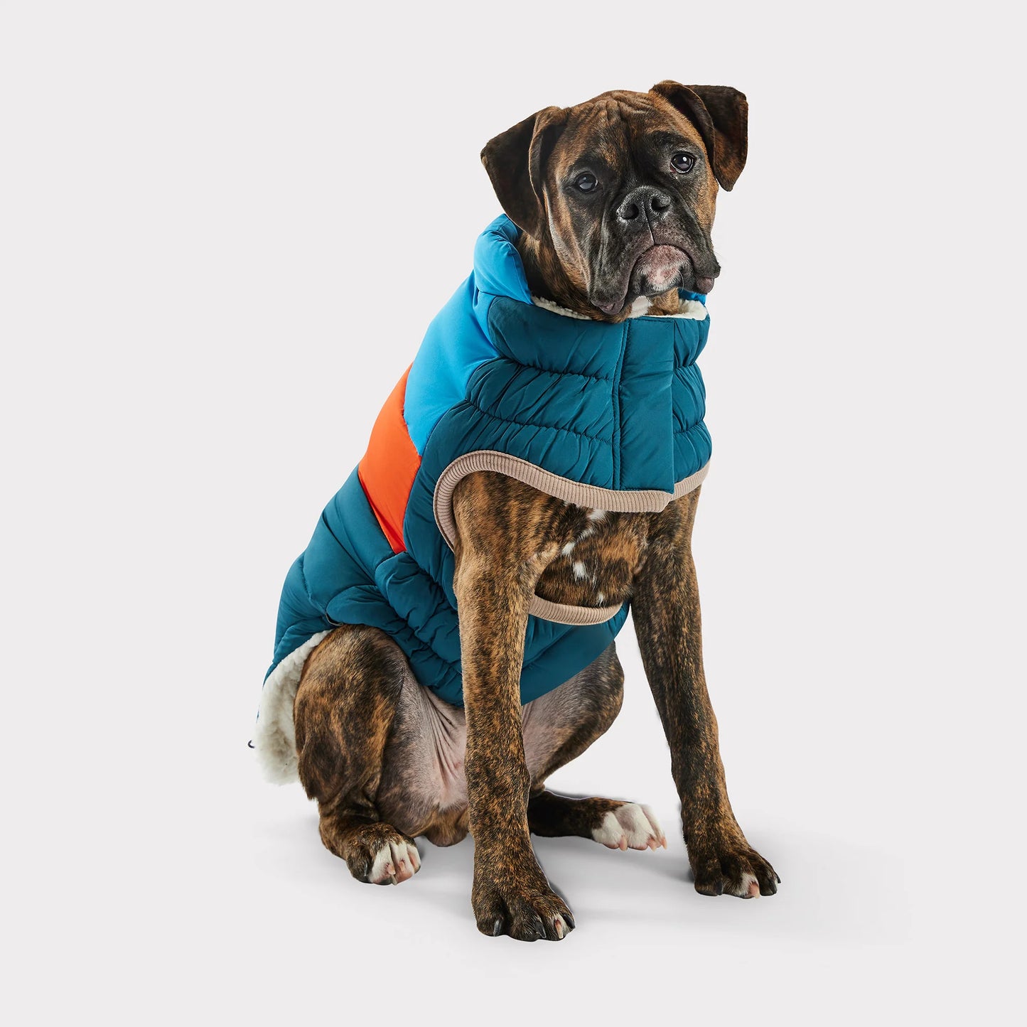 a dark brown and black brindle boxer type dog wearing a blue, orange and teal color blocked puffer jacket 