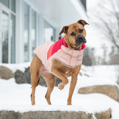 a tan mastiff type dog standing on snowy rocks, wearing a red, coral and light link color blocked puffer jacket 