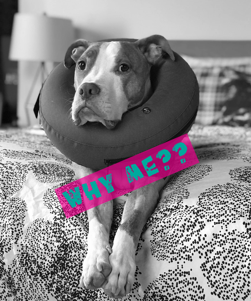 a black and white image of a pit bull type dog wearing an inflatable donut on his neck with the text "why me??" in aqua and magenta across the image