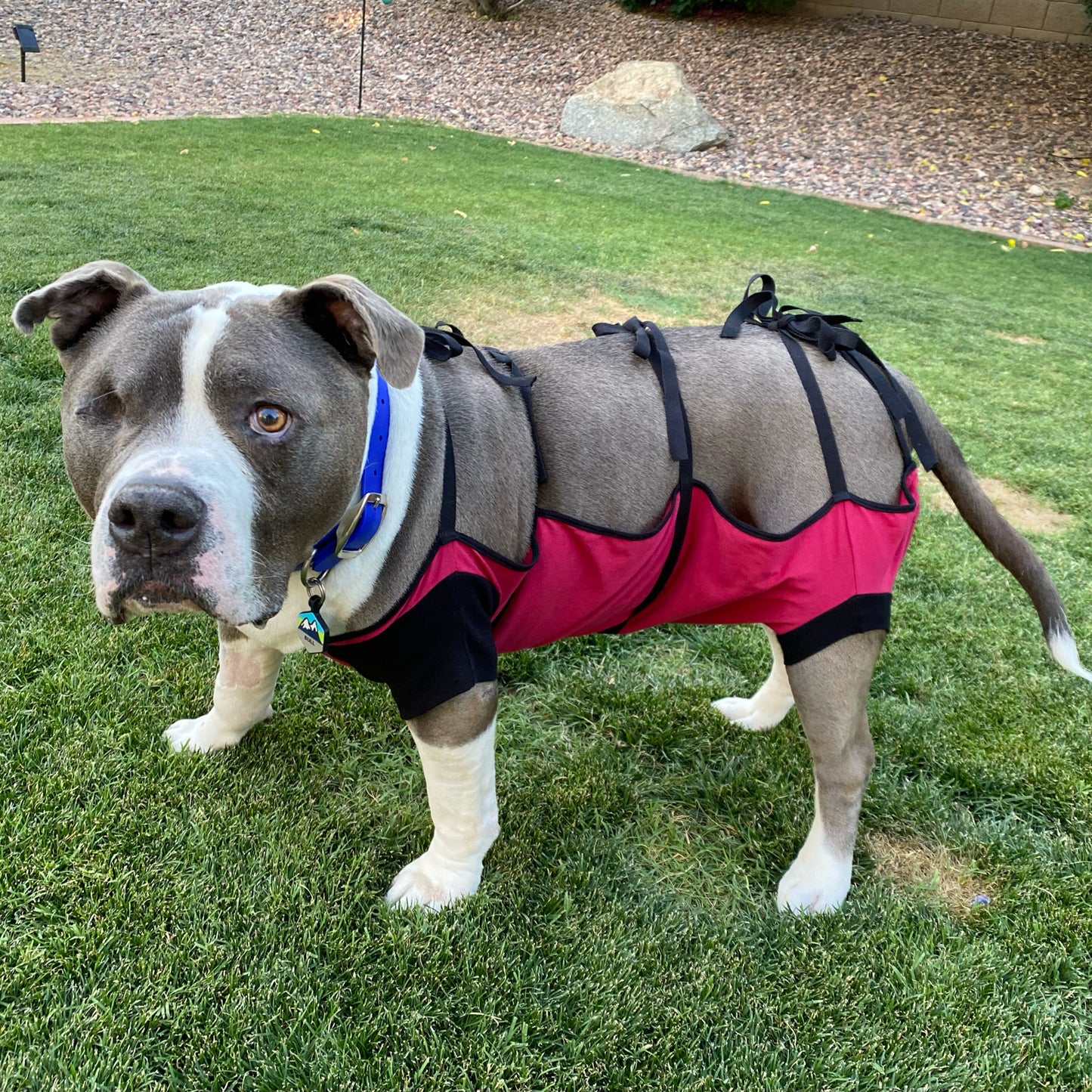 a grey and white pit bull wearing a burgundy recovery gown garment and blue collar, standing on grass
