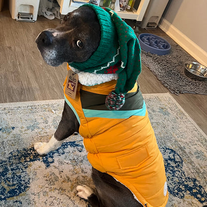 a grey pit bull type dog wearing a green hat and yellow puffer jacket, sitting on a rug
