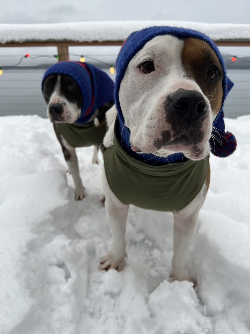 Clothes for outlet pitbulls