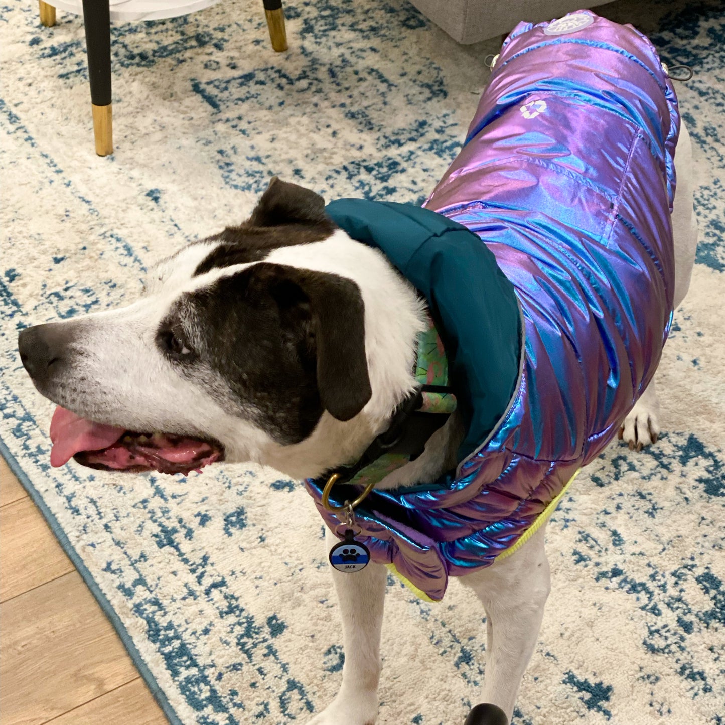 A white and black senior pit bull type dog wearing a blue iridescent puffer jacket, standing on a blue and white rug in a home