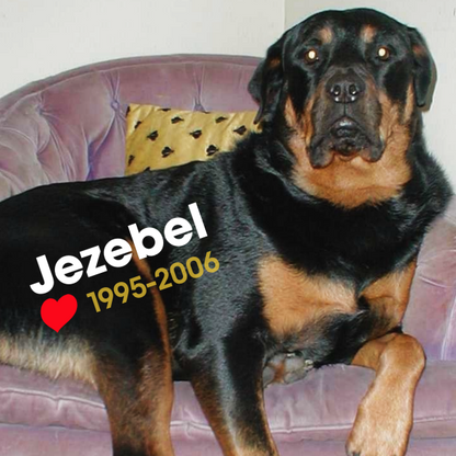 a Rottweiler named Jezebel lounges on a vintage purple velvet chair with a gold pillow