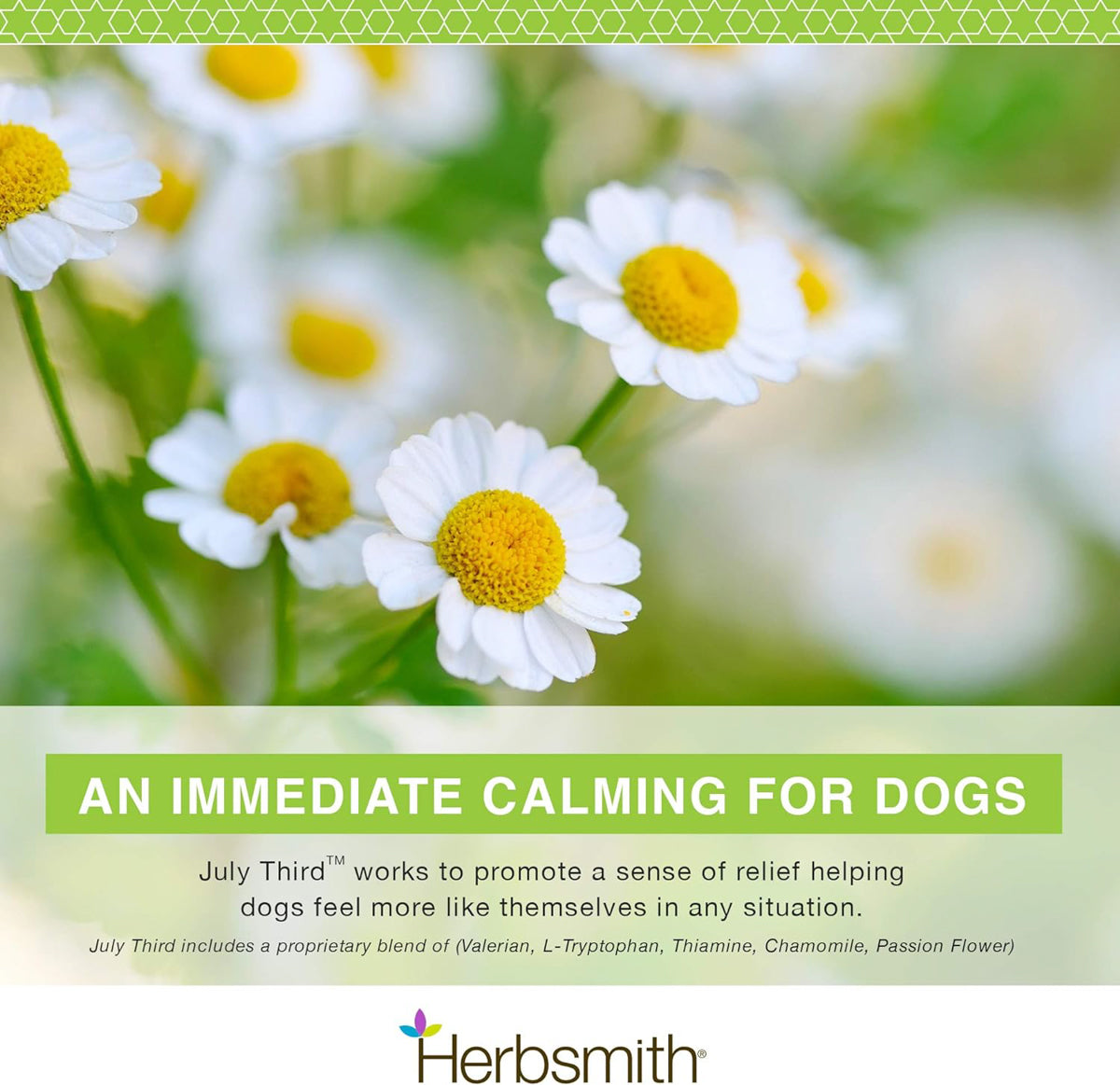 infographic showing benefits of July Third Supplement for Dogs, with white flowers 