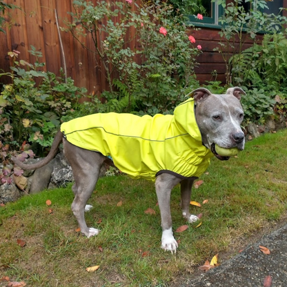 a grey pit bull type dog wearing a neon yellow rain coat stands in the grass outside of a house with a ball in her mouth