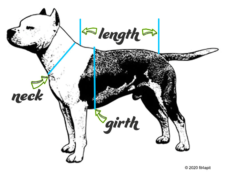 an illustration of a black and white pit bull type dog indicating the proper way to measure the neck, length and girth of a dog.