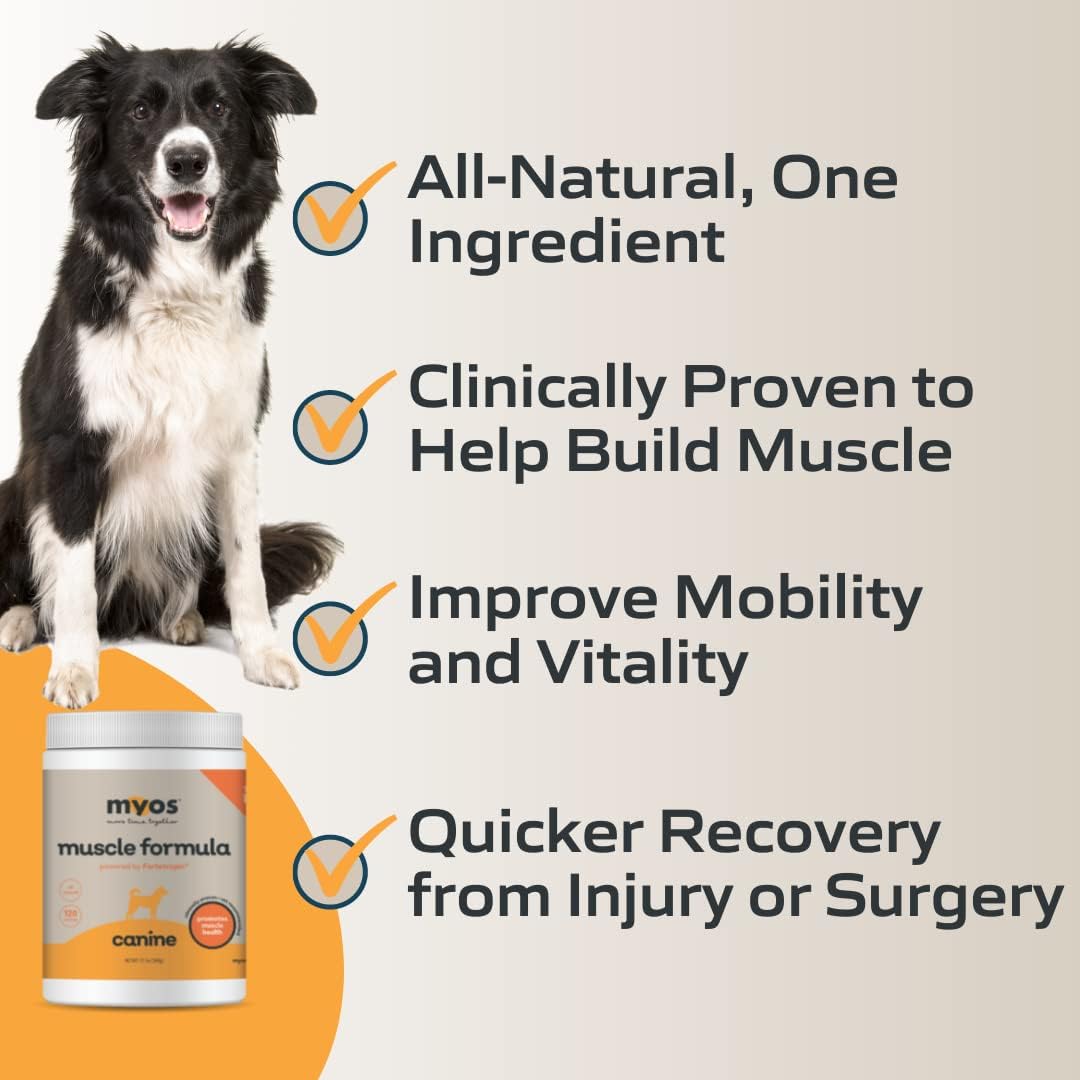 Infographic showing a black and white herding dog and the key features of MYOS Canine Muscle Formula Supplement 