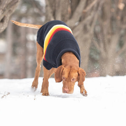 a vizla type dog sniffing snow in the woods while wearing a dark navy  turtleneck sweater with stripes of maroon, ivory, red, gold and yellow