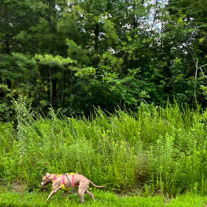 A fawn colored pit bull-type dog wearing a yellow and pink harness, attached by a long leash, explores a green field at the edge of the woods
