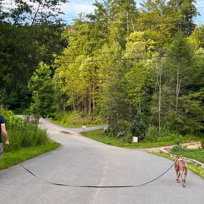 a fawn colored pit bull-type dog wearing a yellow and pink harness attached to her owner by a long leash, takes a walk along a rural road