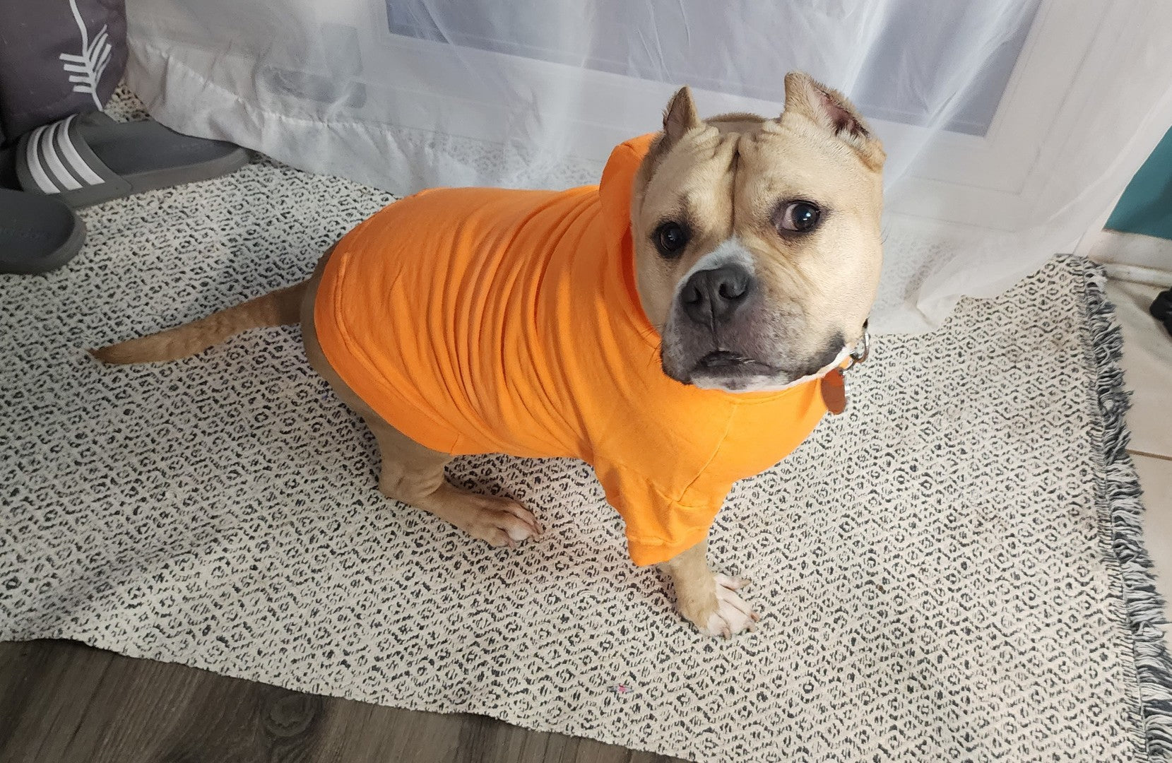 A fawn colored pit bull-type dog with cropped ears, sitting on a gray rug wearing a bright orange hoodie