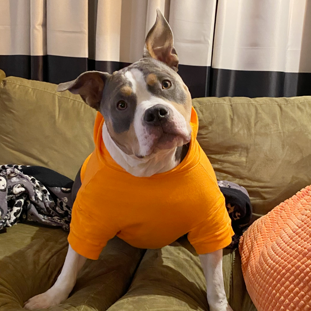 a tri-color pit bull-type dog with pricked ears wearing a bright orange dog hoodie 