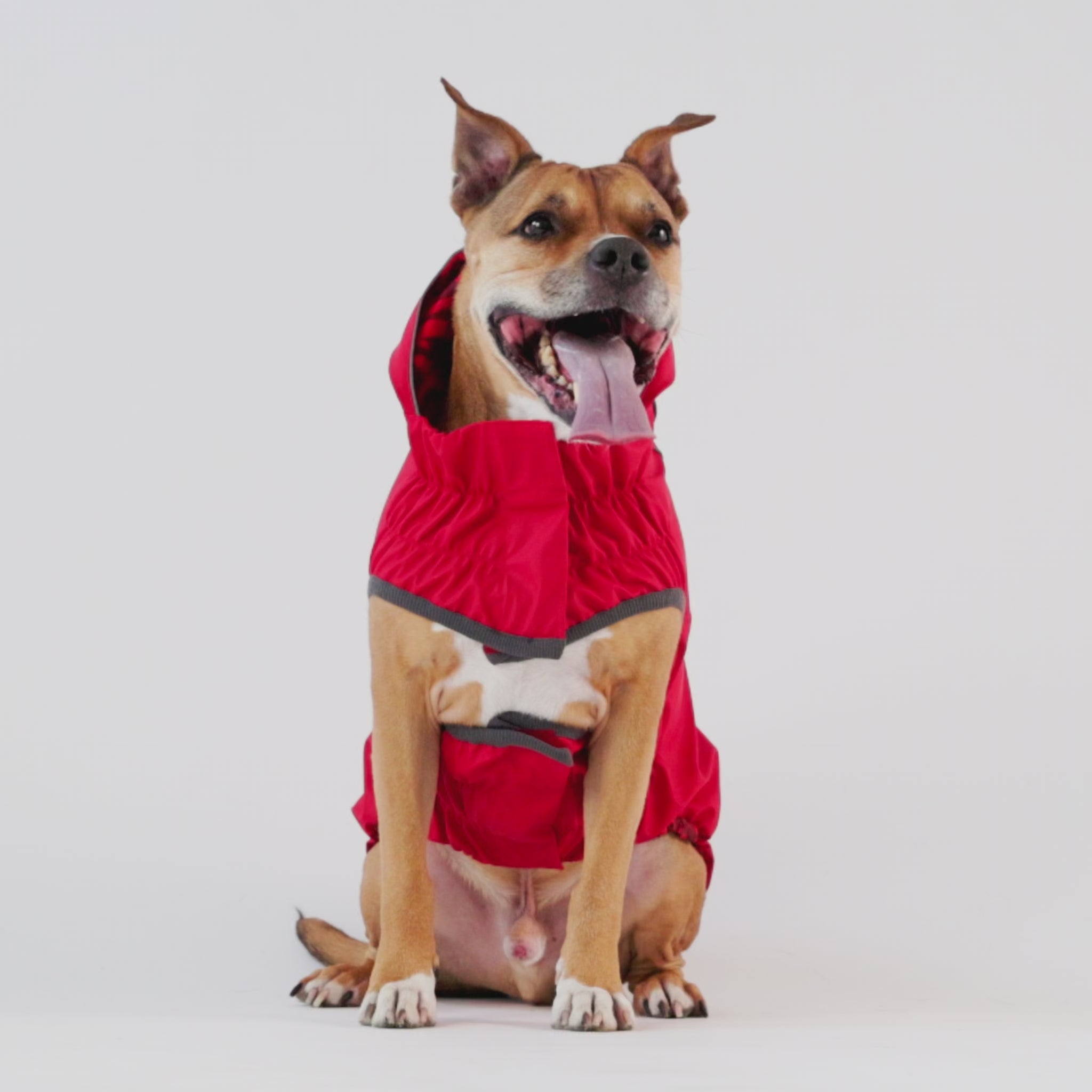 A video of a golden American Staffordshire Terrier wearing a red raincoat, sitting and panting, followed by a fawn French Bulldog wearing a red raincoat with abstract print walking by 