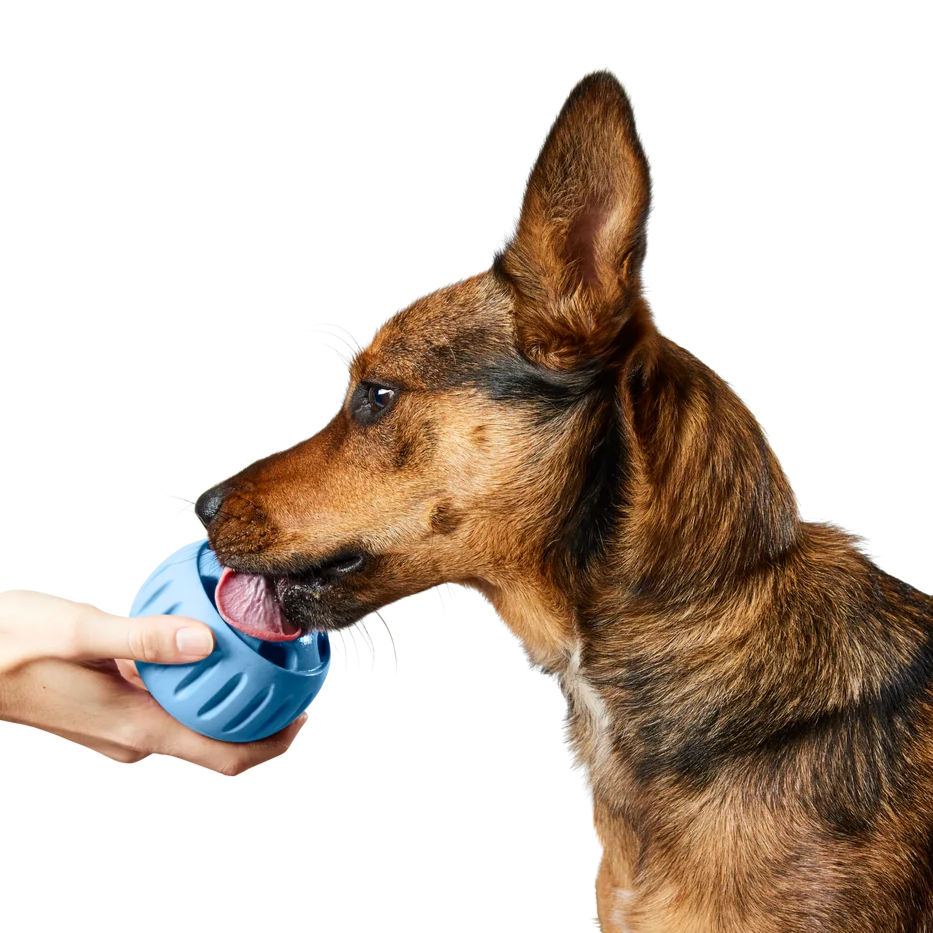 A brown and tan shepherd type dog licking treats out of a round blue treat toy being offered by a persons hand