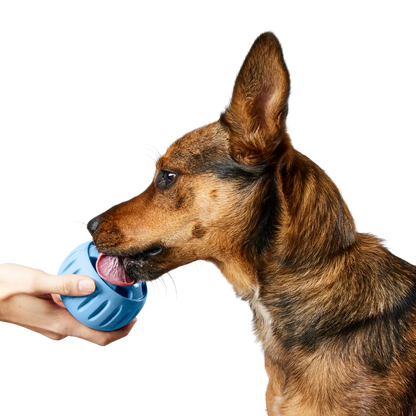 A brown and tan shepherd type dog licking treats out of a round blue treat toy being offered by a persons hand