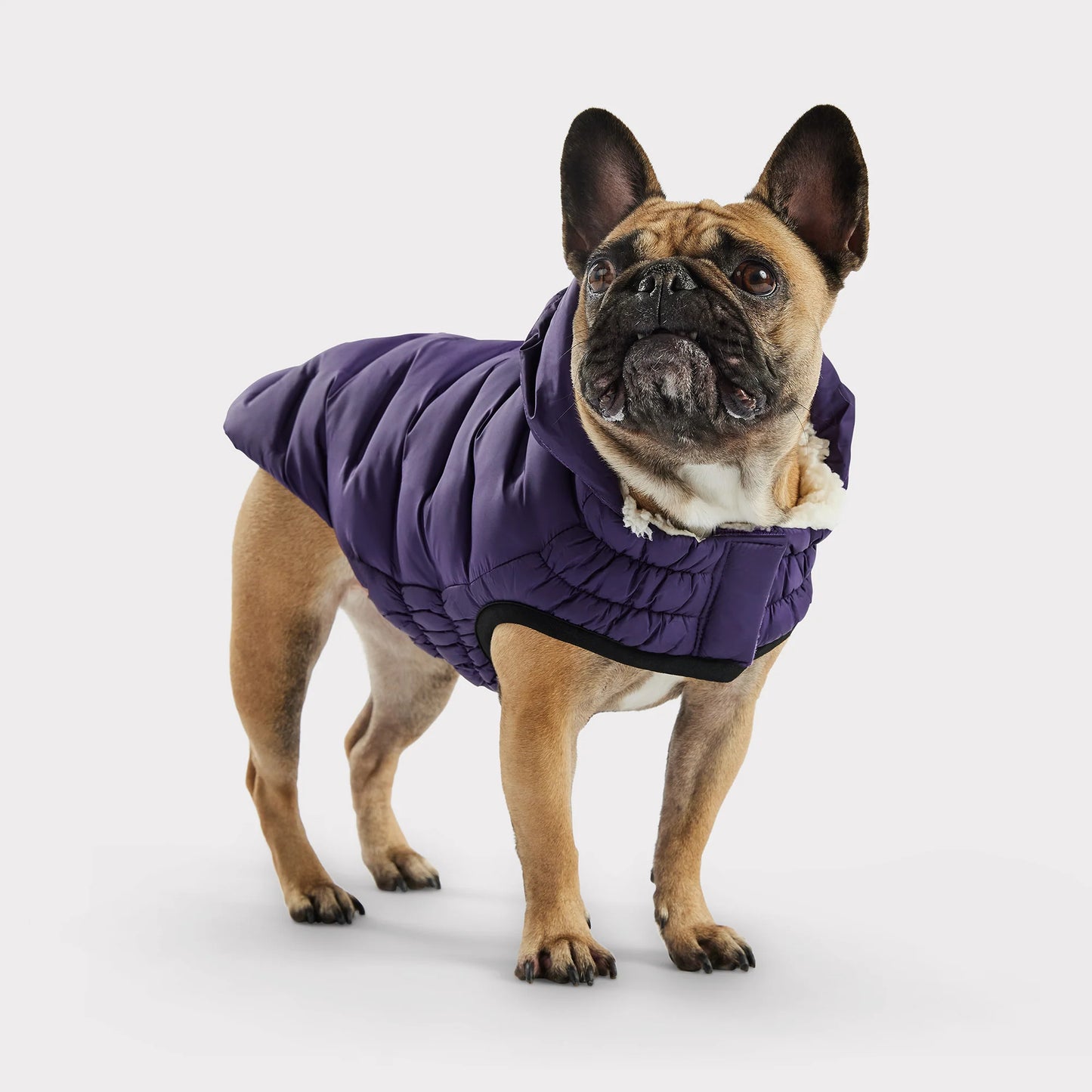 a tan Frenchie dog wearing a purple puffer jacket with hood