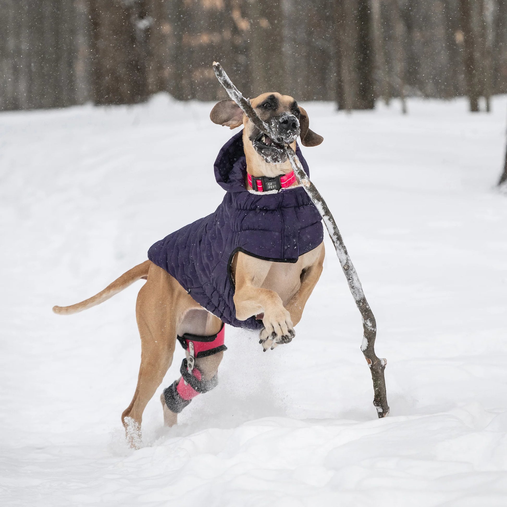 a Great Dane playing with a tree branch in the snow while wearing a purple puffer jacket , pink leg brace and pink collar