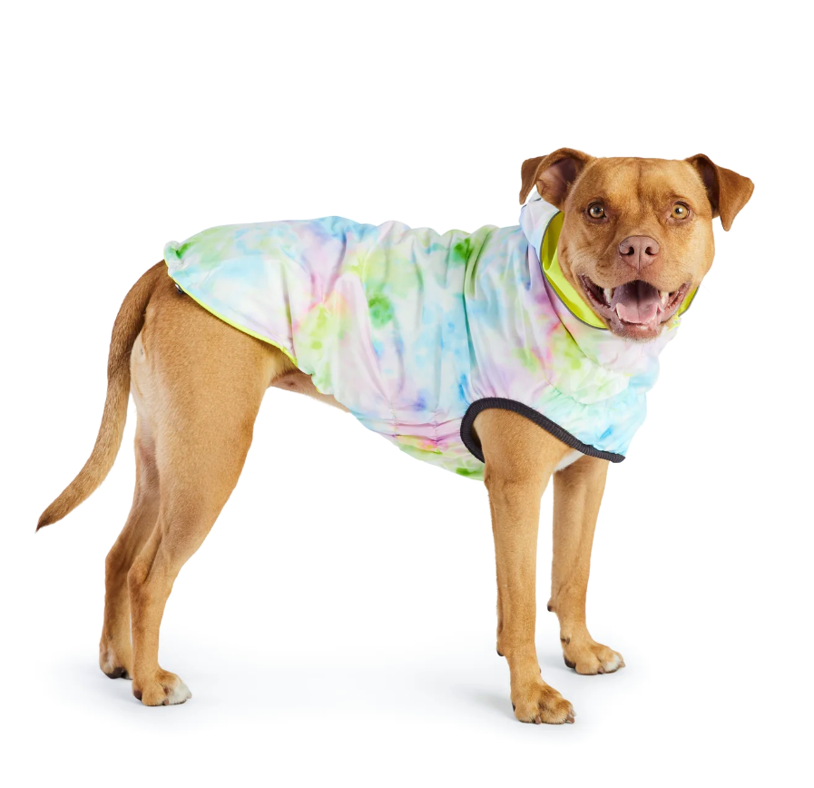 A golden pit bull-type dog standing against a white background, wearing a pastel tie dye rain jacket