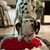 a dalmatian dog looks for food bits hidden inside a shark-mouth-shaped grey red and white snuffle mat toy 