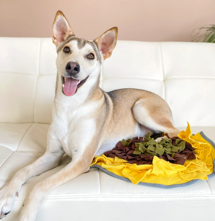 A beige white and grey husky-type dog laying on a sunflower-shaped snuffle mat dog toy