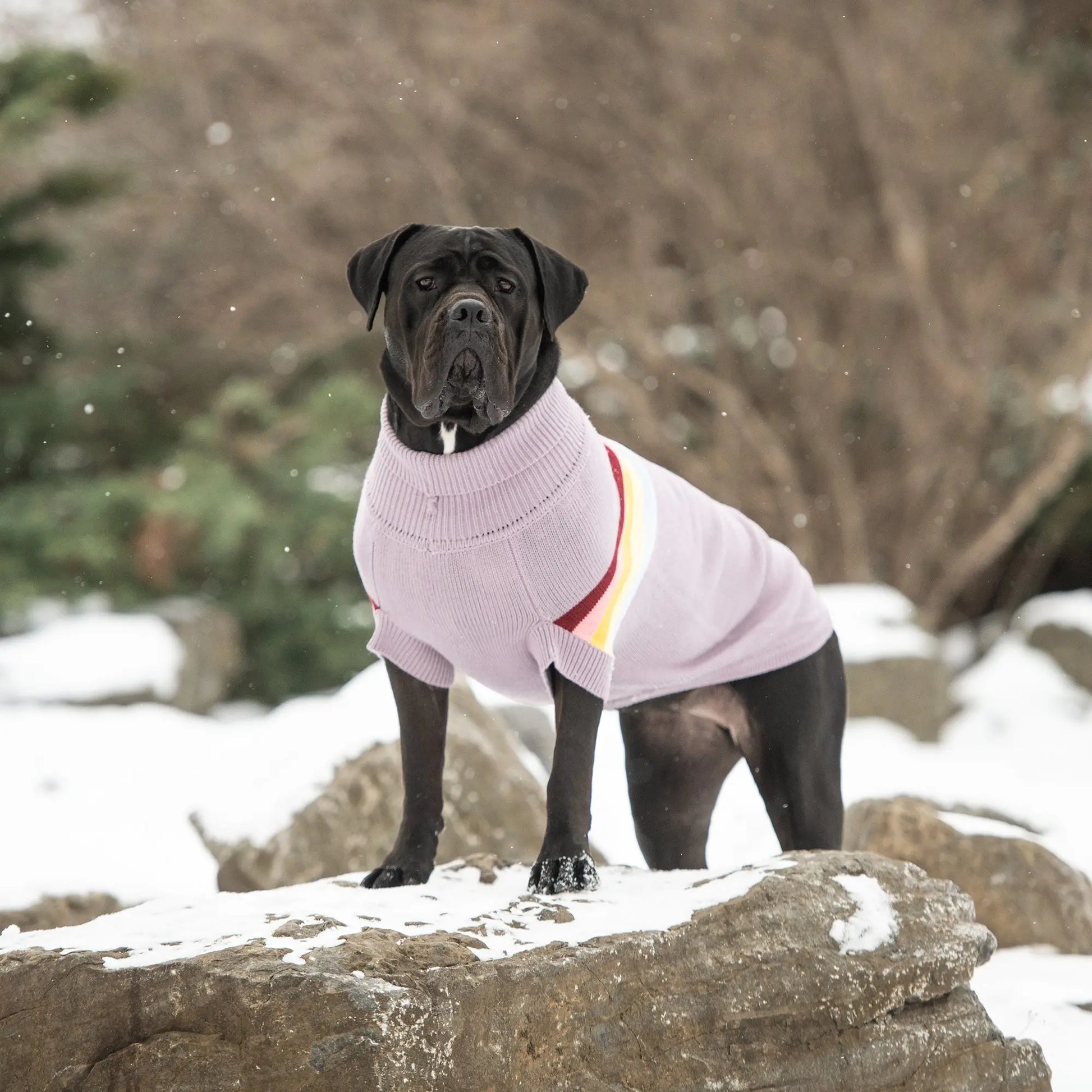 a black mastiff type dog standing on snowy rocks while wearing a thistle colored turtleneck sweater with stripes of maroon, pink, gold, yellow and light blue