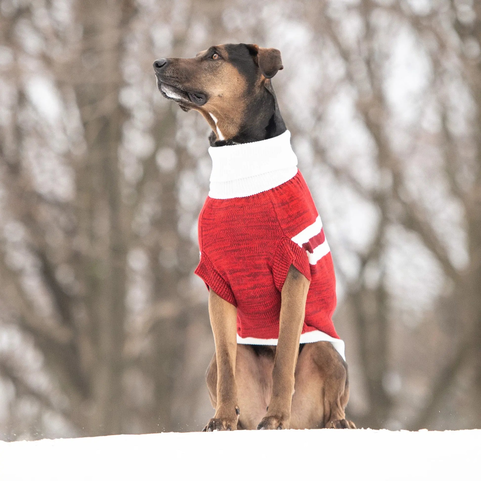 a black and tan hound-type dog sitting in snowy woods, wearing a heathered red sock monkey-style turtleneck dog sweater with ivory and maroon stripes