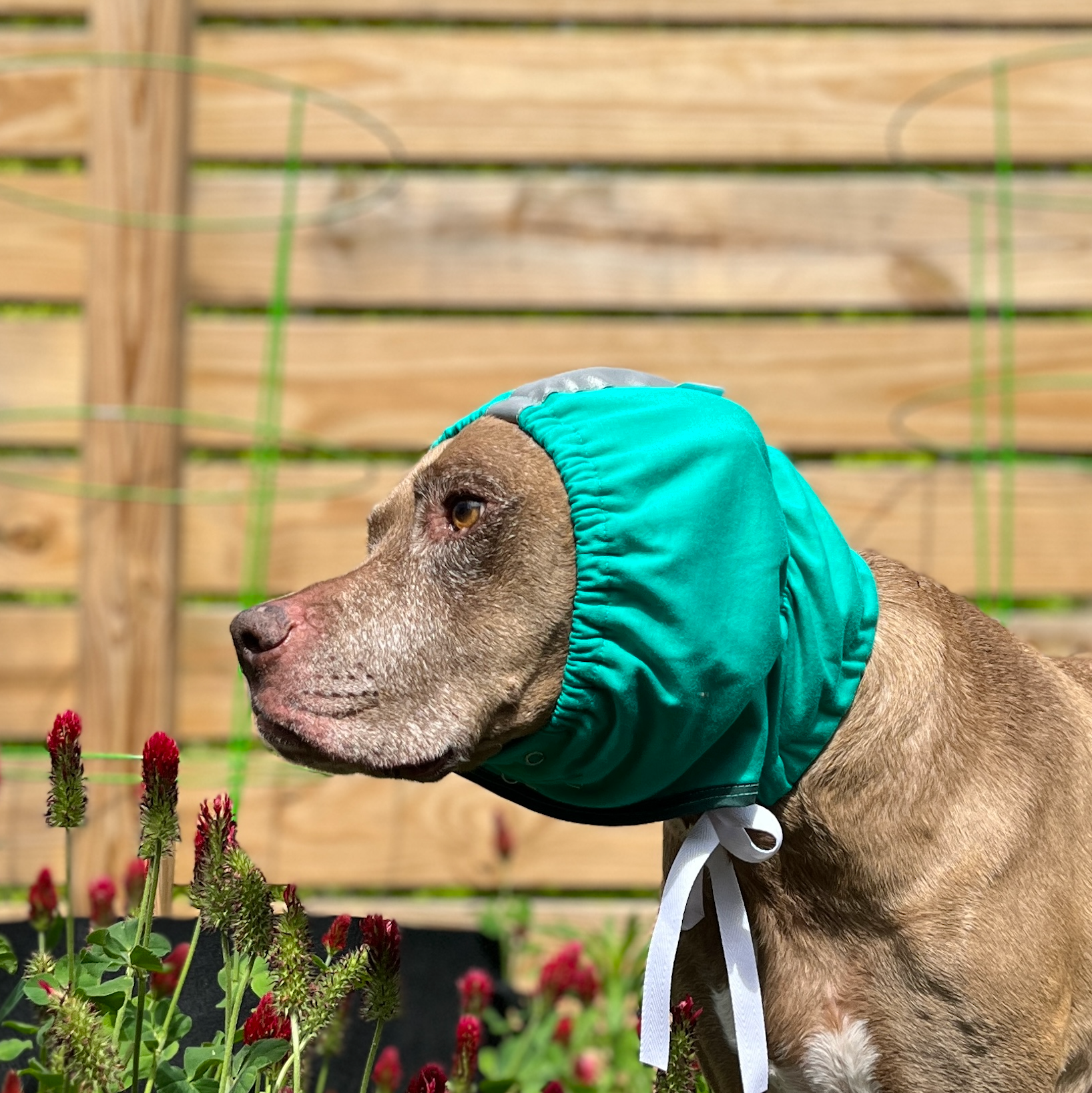 a brown pit bull type dog wearing a teal ear wrap standing in crimson clover with a wood fence in the background
