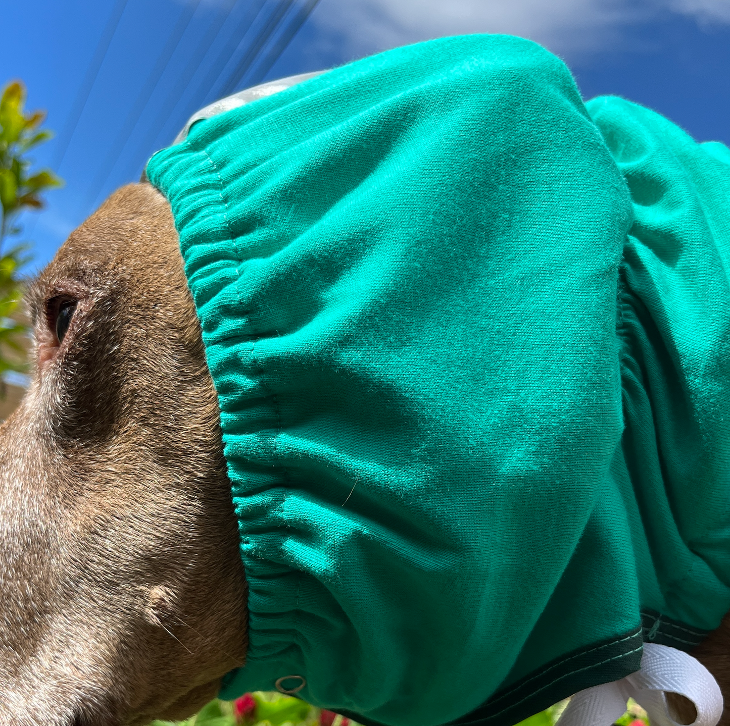 a brown pit bull type dog wearing a teal ear wrap