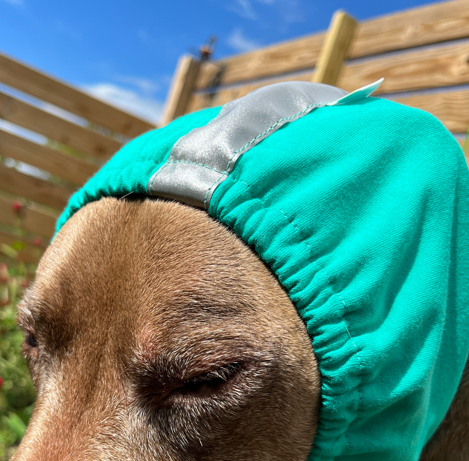 a brown pit bull type dog wearing a teal ear wrap