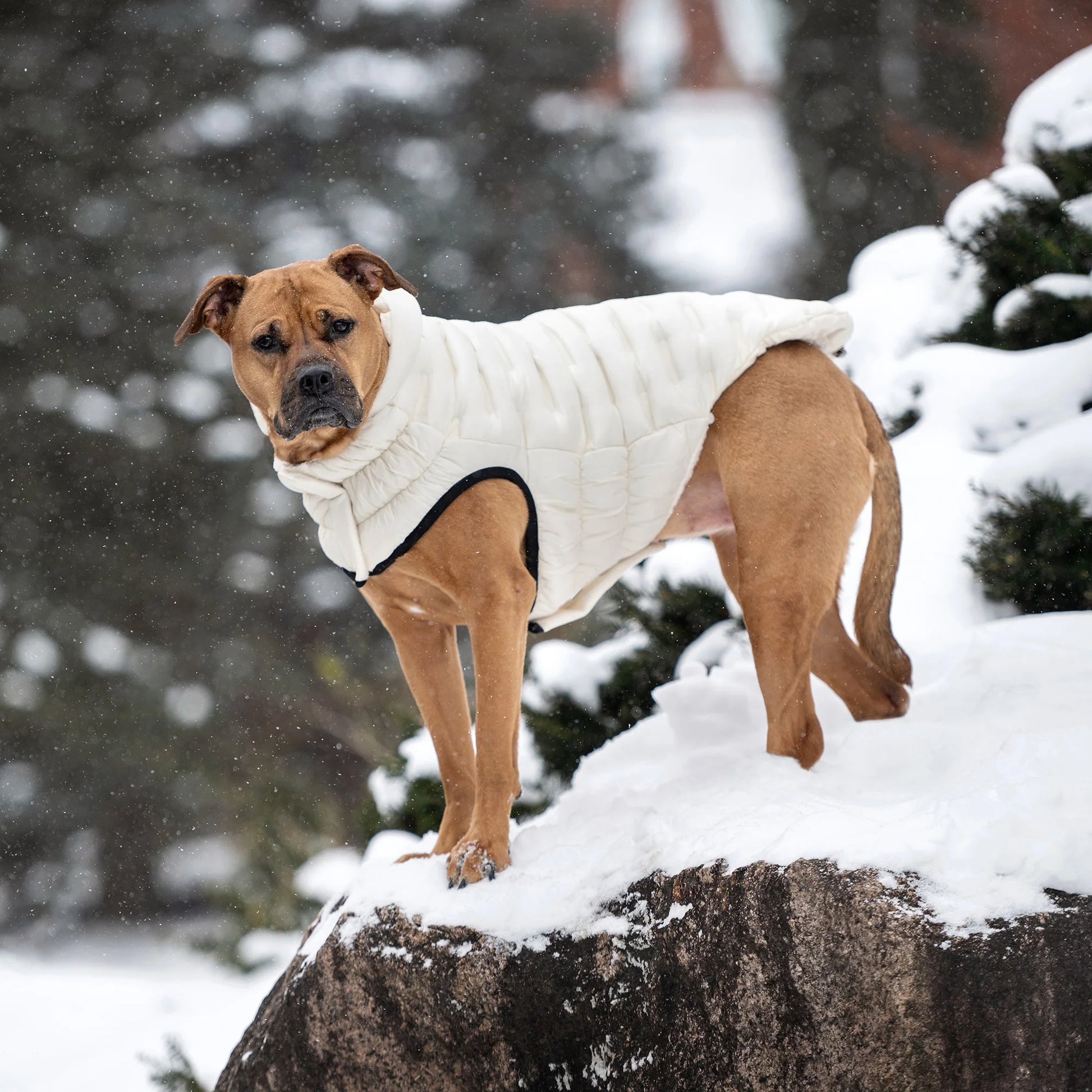 a tan mastiff-type dog standing on a snowy rock while wearing a cream-colored puffer jacket 