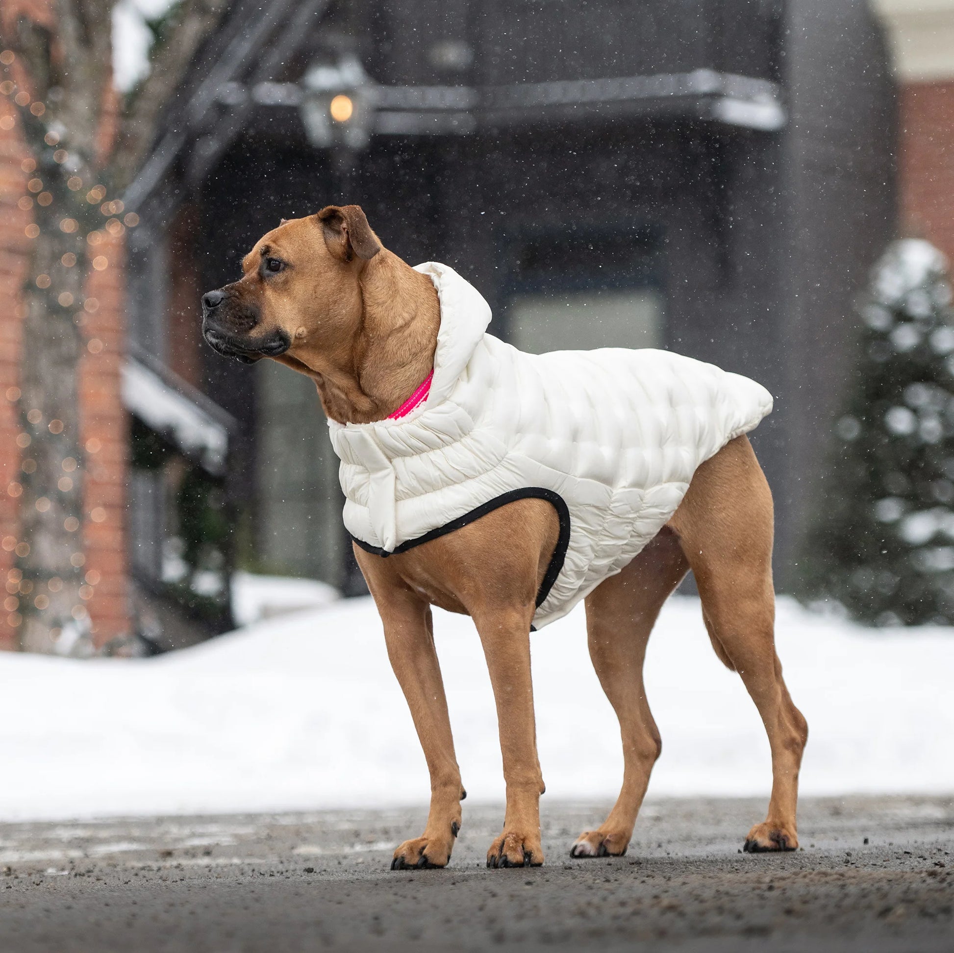 a tan mastiff-type dog standing on a snowy downtown street while wearing a cream-colored puffer jacket 