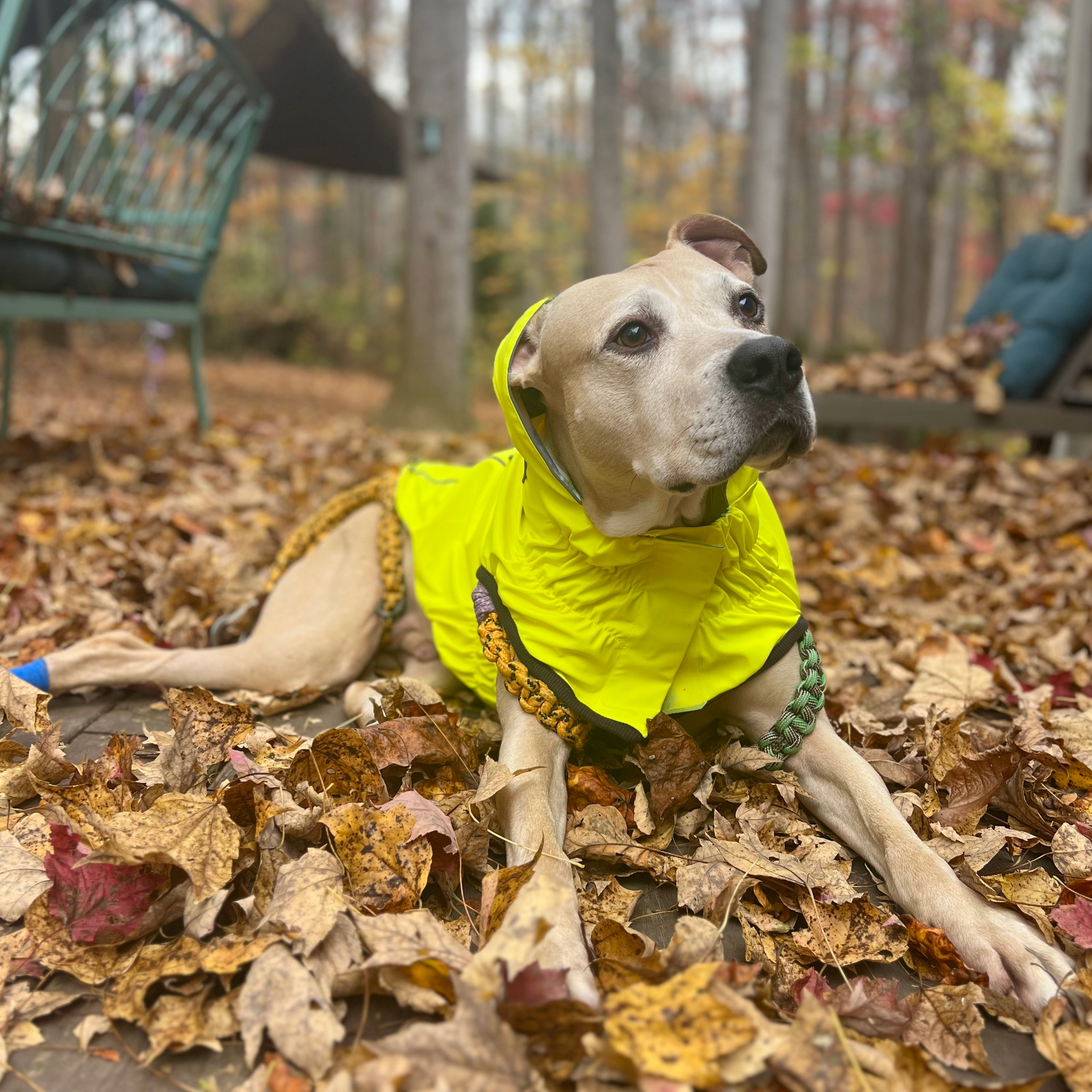 A golden pit bull type dog laying in fallen leaves wearing a rope harness and neon yellow raincoat