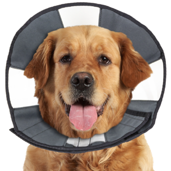 a golden dog wearing a grey flexible Zen Cone fabric recovery collar