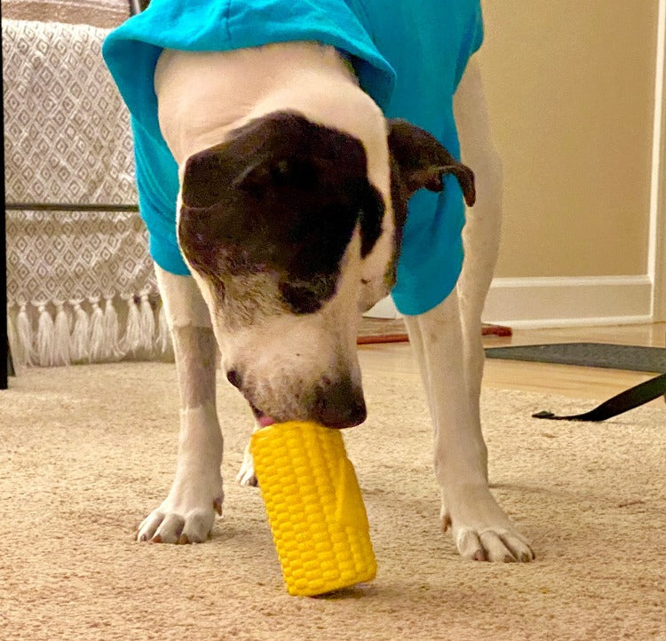a brown and white pit bull-type dog licking a yellow corn-shaped dog toy