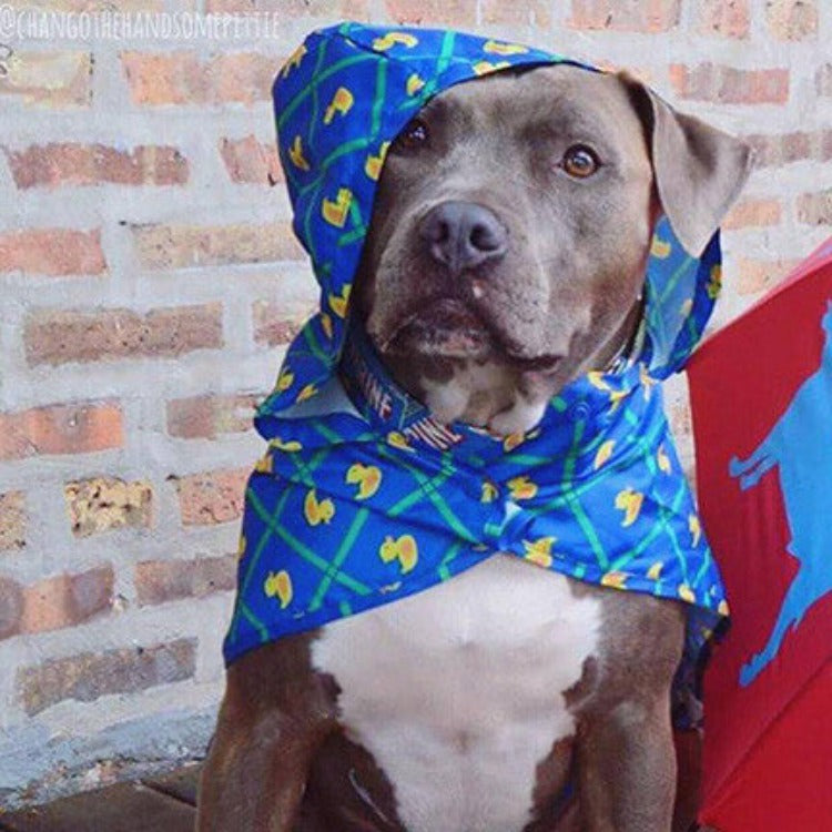 A grey and white pit bull type dog sitting in front of a brick wall wearing a blue rain poncho with yellow ducks on it