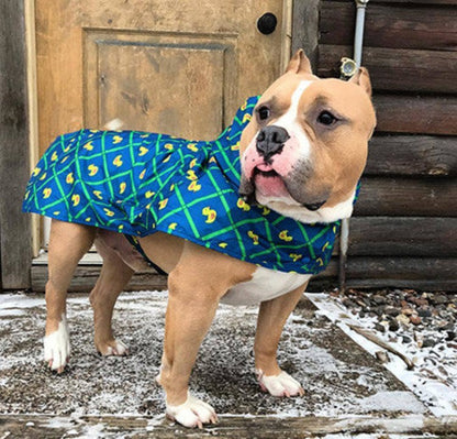 a tan and white pit bill type dog standing outside wearing a blue rain poncho with yellow ducks on it