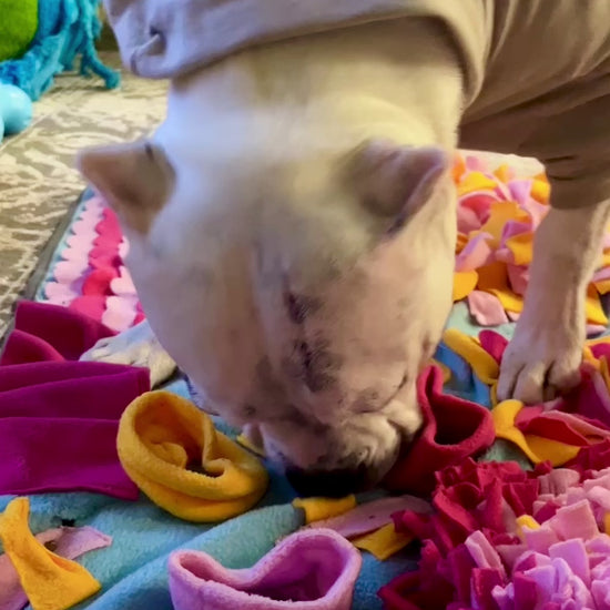 a white pit bull type dog with cropped ears snuffles around for treats in a colorful felt snuffle mat 