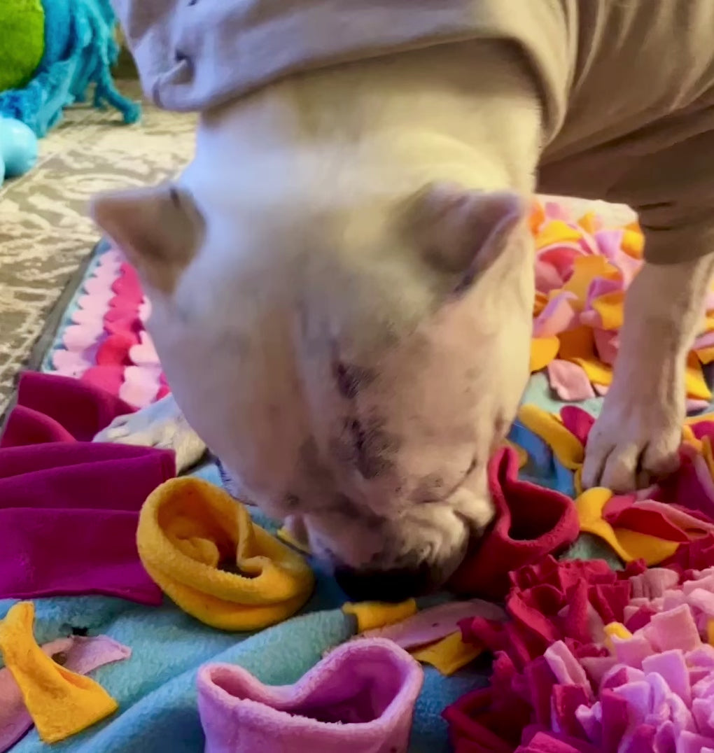 a white pit bull type dog with cropped ears snuffles around for treats in a colorful felt snuffle mat 