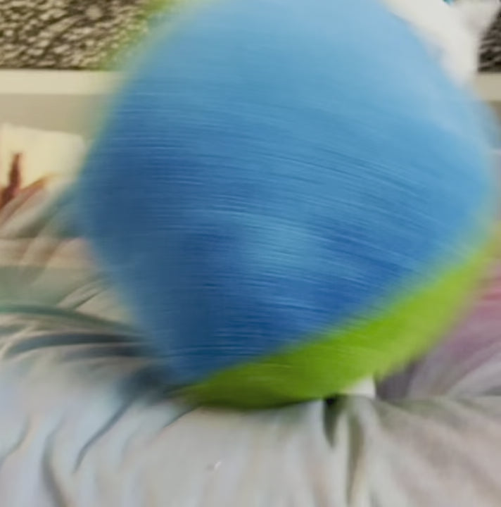 video of a white pit bull type dog with cropped ears in a blue dog hoodie playing with a green and blue plush ball dog toy
