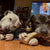 video of a white pit bull type dog and a black senior pit bull tyoe dog chew moose antlers side by side while laying in front of a tv