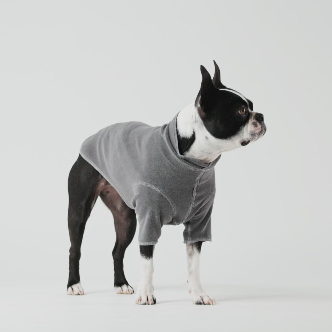 a video of a black and white boston terrier dog wearing a grey fleece pullover