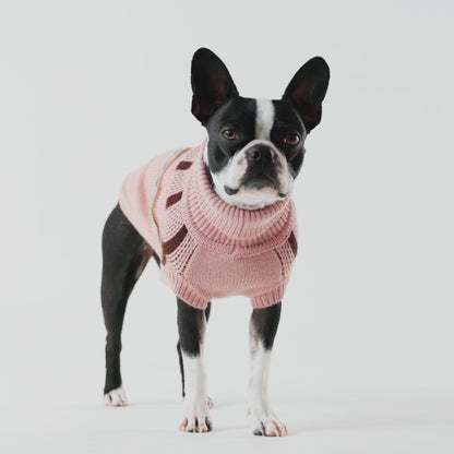 video of a black and white Boston terrier dog wearing a light pink sweater